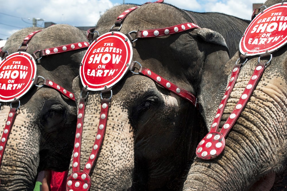 Ringling Bros. and Barnum & Bailey elephants Bunny, Susie and Minnie line up for a hot dog bun eating contest July 2, 2010 in Coney Island, New York. (Photo by Don Emmert/AFP/Getty)