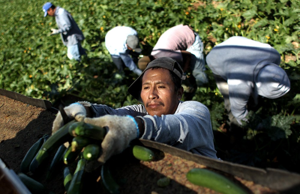 Migrant farm workers from Mexico harvest organic zucchini while working at the Grant Family Farms on September 3, 2010 in Wellington, Colorado.