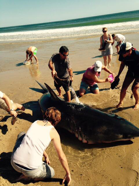 A stranded Great White shark on Whitecrest Beach in Mass. on Sept. 6, 2015. (Photo by Wellfleet, Massachusetts Police Department)