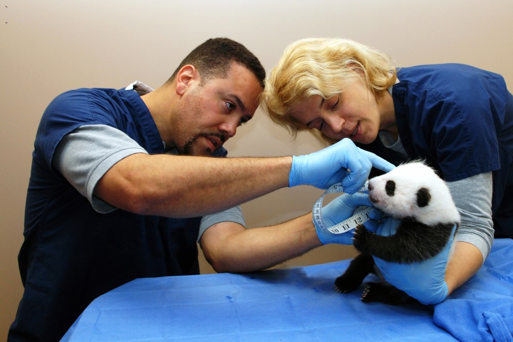 The Smithsonian's National Zoo's six-week-old panda cub is examined October 8, 2013 in Washington, DC.