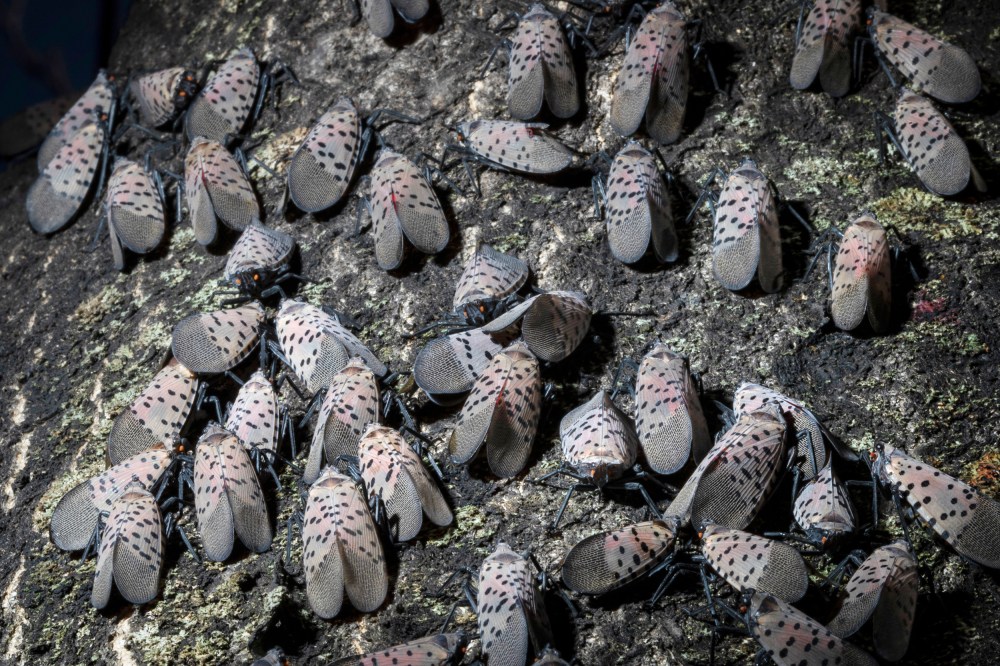 Spotted lanternflies in Kutztown, Pa.