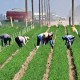 Farm workers in the fields