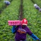 Farmworker.