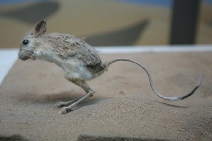 Lesser Egyptian Jerboa (Jaculus jaculus)