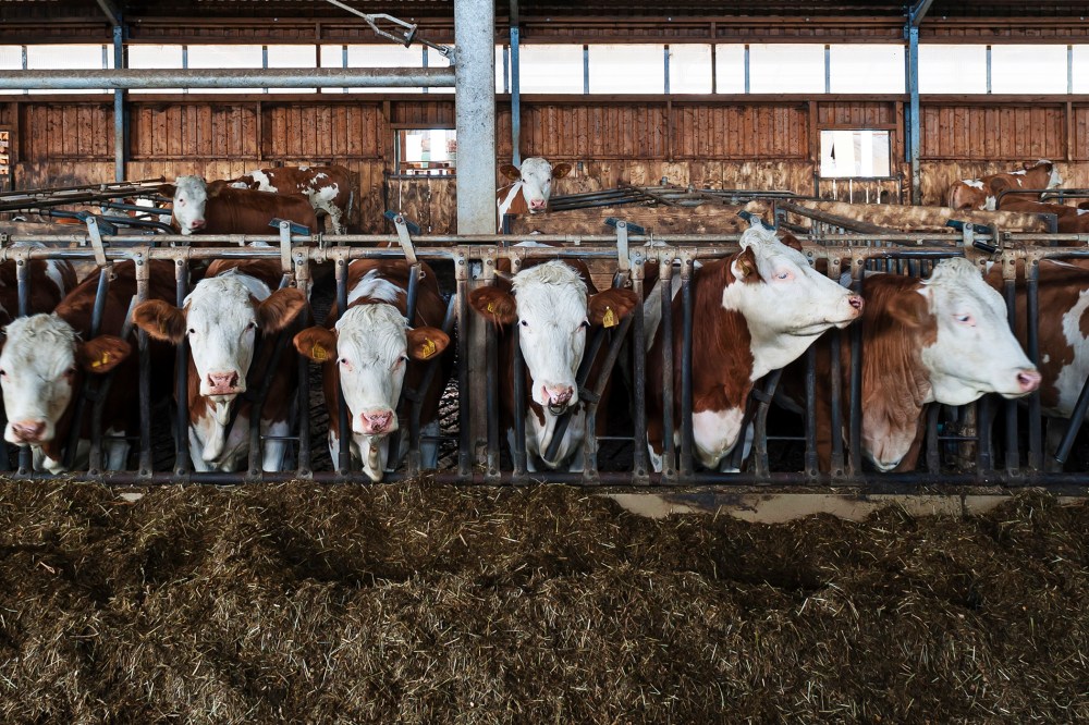 Young cattle at the feed fence in an exercise pen. (Photo by Helmut Meyer zur Capellen/Corbis)
