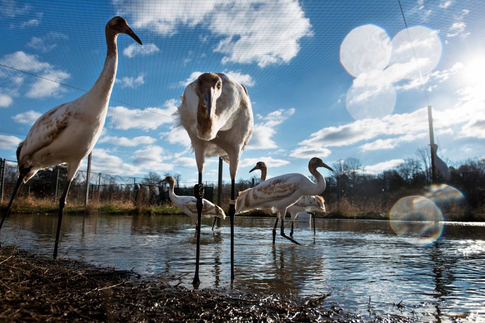 Whooping cranes being raised in captivity before being transferred to Louisiana are seen at the US Geological Survey's Patuxent Wildlife Research Center on Nov. 19, 2013 in Laurel, Md.