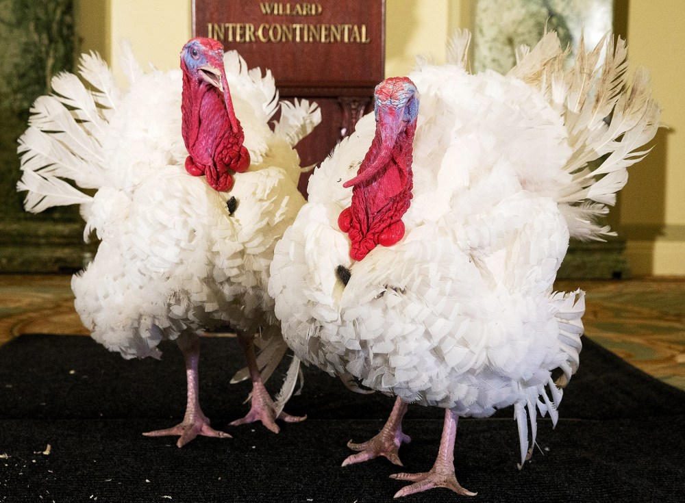 Two turkeys are paraded before members of the media in the Crystal Ballroom of the Willard InterContinental in DC, Nov. 26, 2013.