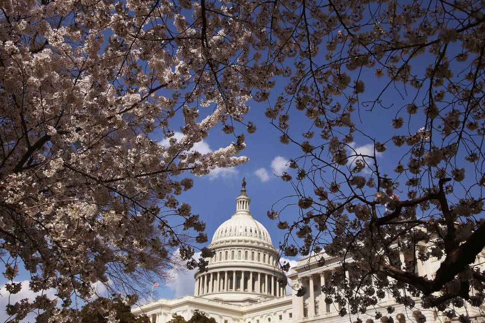 Yoshino Cherry trees are in bloom in front of the U.S. Capitol on April 9, 2014 in Washington, D.C.