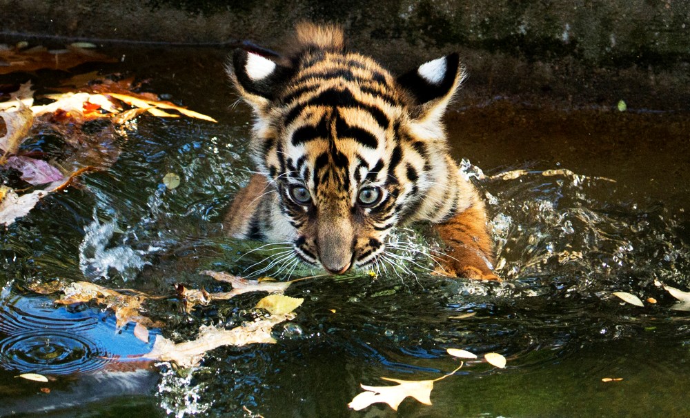 The Smithsonian National Zoo's female Sumatran tiger cub Sukacita takes a swim reliability test at the zoo's moat in Washington, Wednesday, Nov. 6, 2013.