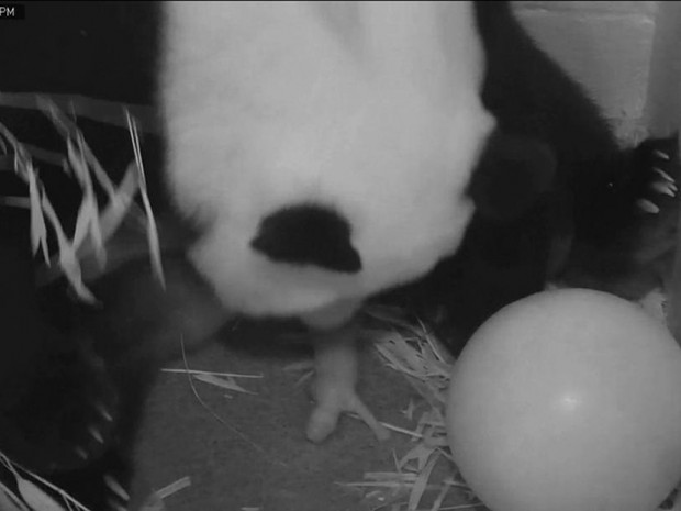 National Zoo Panda - 08/23/2013