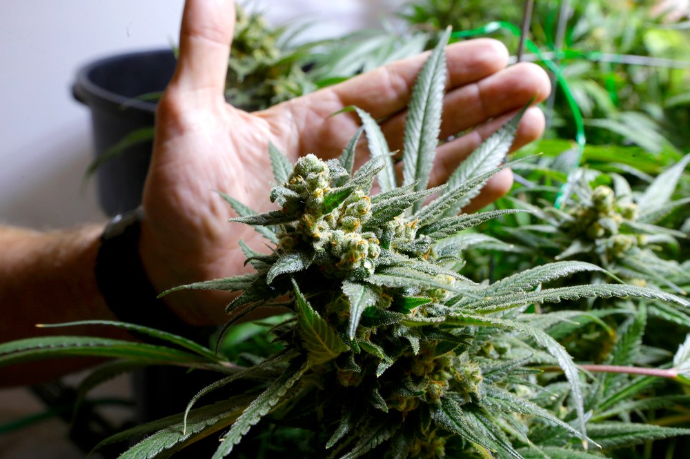 Marijuana plants ready to harvest in one of the grow rooms of a medical marijuana grow operation, May 16, 2013, in Seattle, Wash.