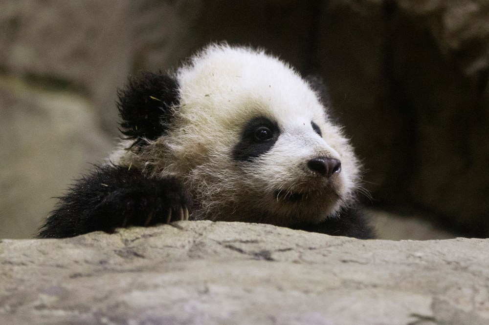 Bao Bao makes her public debut at an indoor habitat at the National Zoo in Washington, Monday, Jan. 6, 2014.