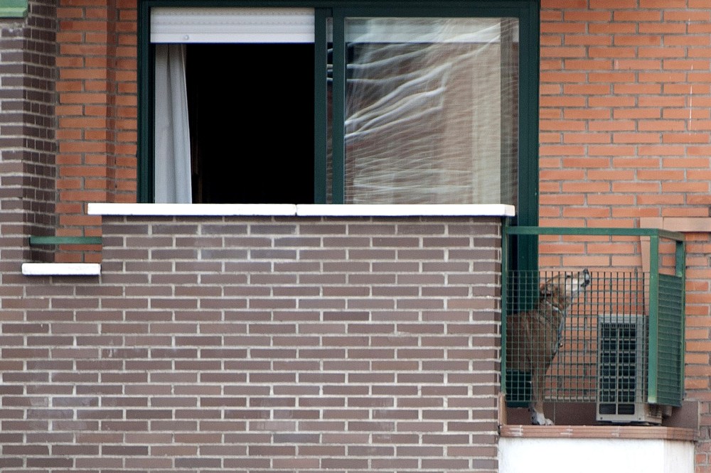 Excalibur, the dog of Teresa, a Spanish nurse, and her husband Javier Limon stands on their balcony on Oct. 8, 2014 in Alcorcon.