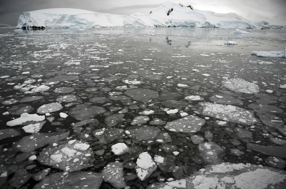 Sea ice floats in the western Antarctic peninsula, March 05, 2016, where penguins forage for krill. But krill are getting scarcer in the western Antarctic peninsula, threatened by climate change and fishing. (Photo by Eitan Abramovich/AFP/Getty)
