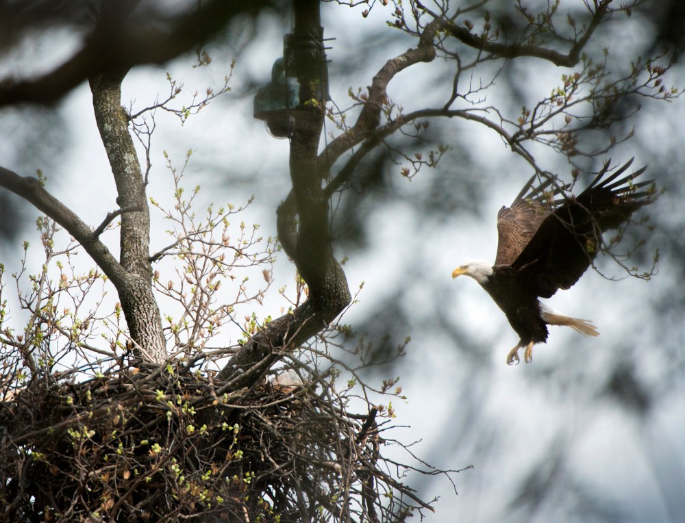 Spelling his female mate, a male Bald Eagle lands on his nest containing two eggs at the U.S. National Arboretum in Washington, DC on March 11, 2016. (Photo by Linda Davidson/The Washington Post/Getty)