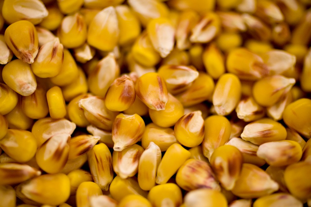 Genetically-modified seed corn. (Photo by Daniel Acker/Bloomberg/Getty)