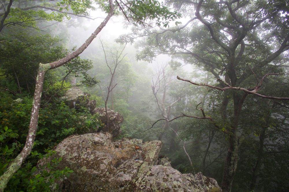 A misty afternoon atop Loft Mountain from the Appalachian Trail. (Photo by Jim Lo Scalzo/EPA)