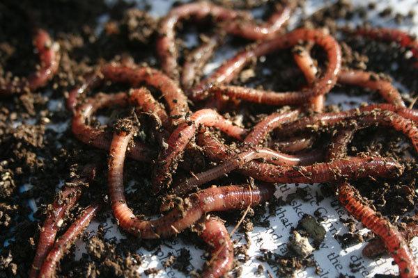 Daiquiris, crickets and fishing for votes