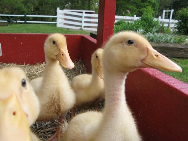 Challenge: Stuff TRMS watchers say