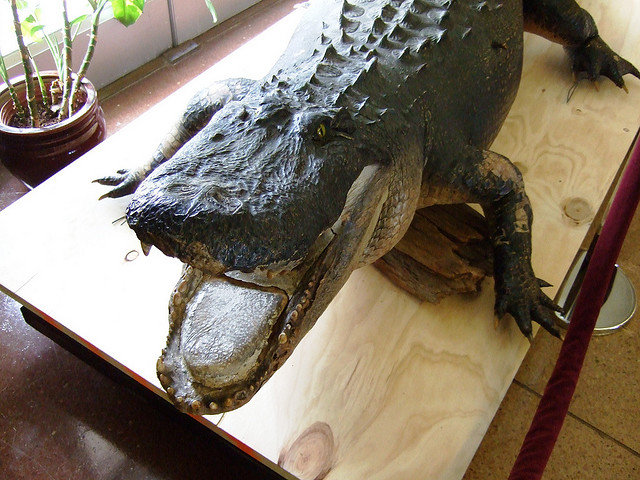 Put your pants on, Shreveport