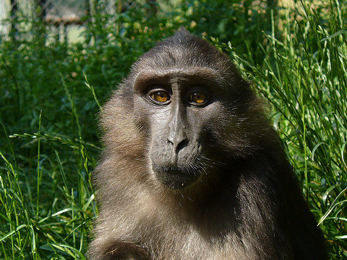 Very ape and very nice