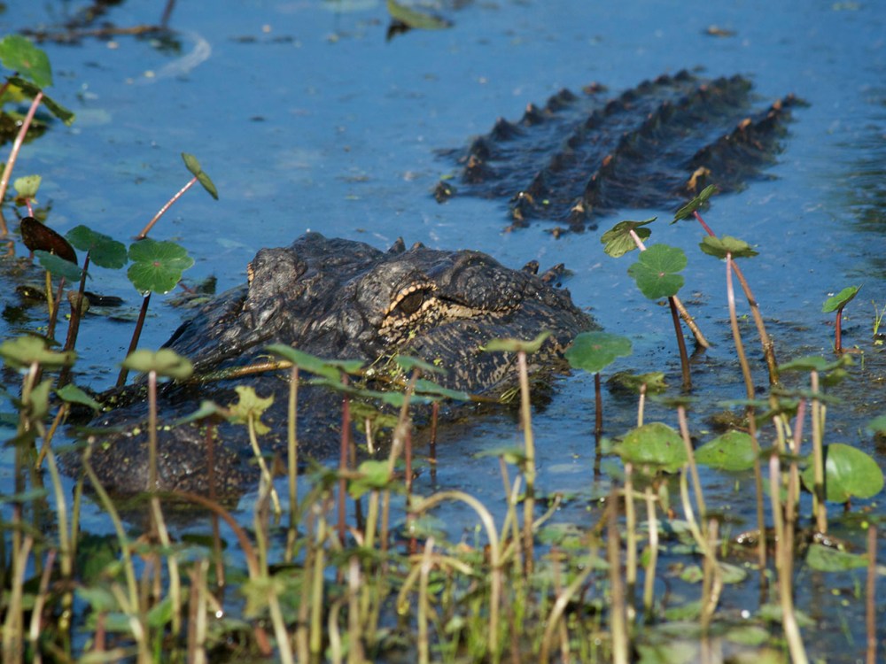 (Photo by Discovery)