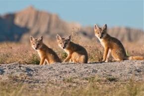 Photo from Discovery