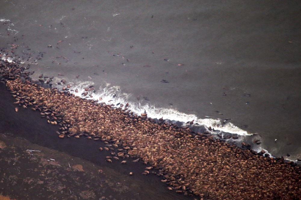 An estimated 35,000 walruses are pictured are pictured hauled out on a beach near the village of Point Lay, Alaska, 700 miles northwest of Anchorage