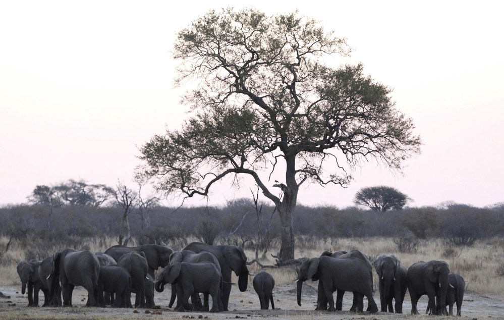 A herd of a elephants gather at a water hole in Zimbabwe's Hwange National Park
