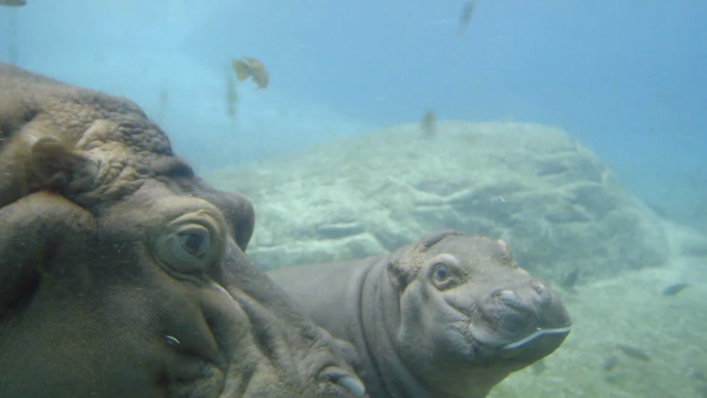 A baby hippopotamus swims in this screen grab from a video posted to YouTube by the Zoological Society of San Diego, showing the San Diego Zoo's latest exhibit, May 22, 2015. (Photo courtesy of the Zoological Society of San Diego)
