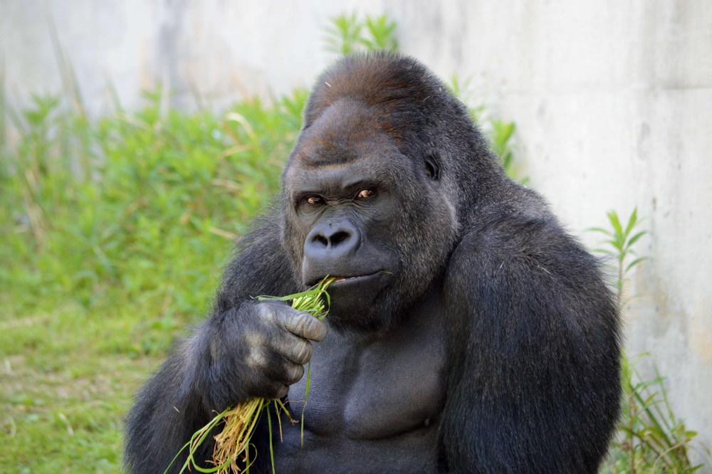 Giant male gorilla Shabani at the Higashiyama Zoo in Nagoya in Aichi prefecture in central Japan on June 26, 2015. (Photo by Higashiyama Zoo AND Botanical Garden/AFP/Getty)