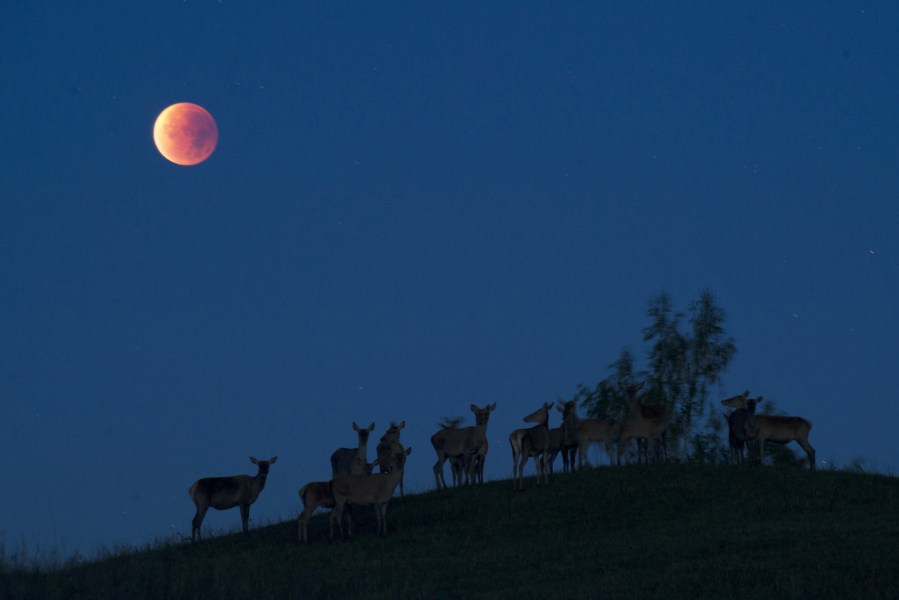 Reindeer are seen silhouetted against the 