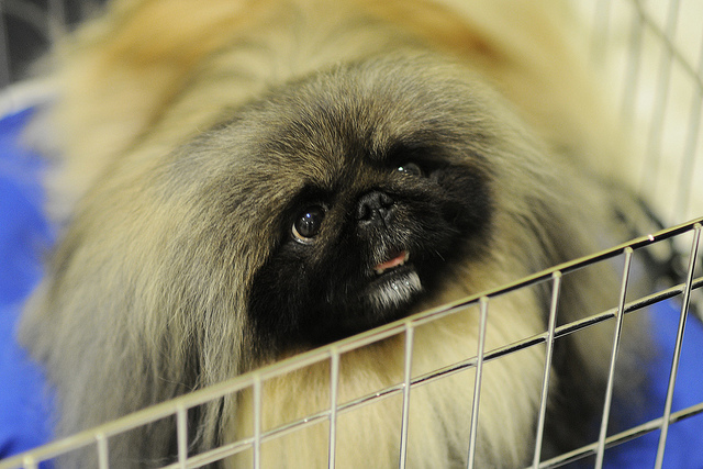 Malachy the Pekingese drops by Morning Joe to discuss his win.