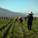 Farm workers on a field