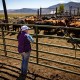 Rancher checks on her cows and horses in Bridgeport, CA.