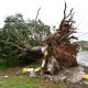 A fallen tree as Hurricane Melissa made landfall in St. Catherine, Jamaica.