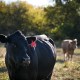 Beef cattle at a farm near Montrose, M.O.